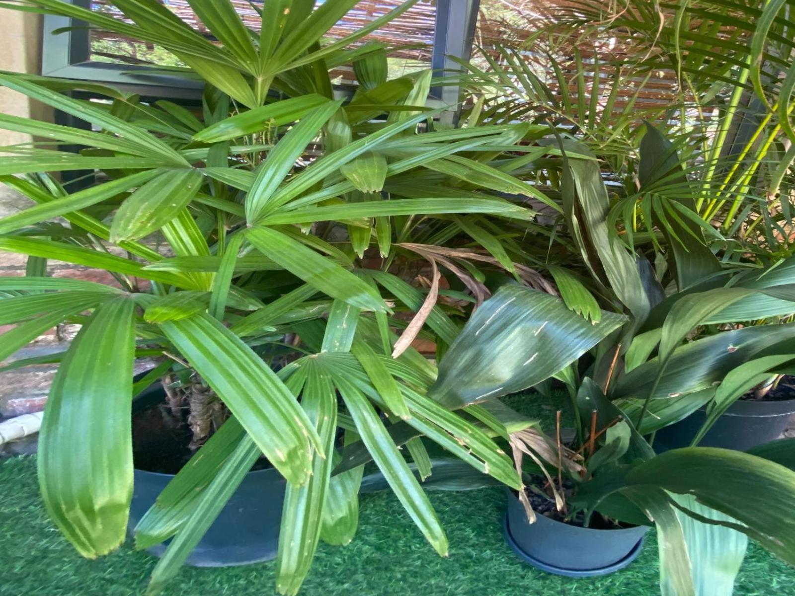 Aloe Guesthouse Klerksdorp Ruang foto